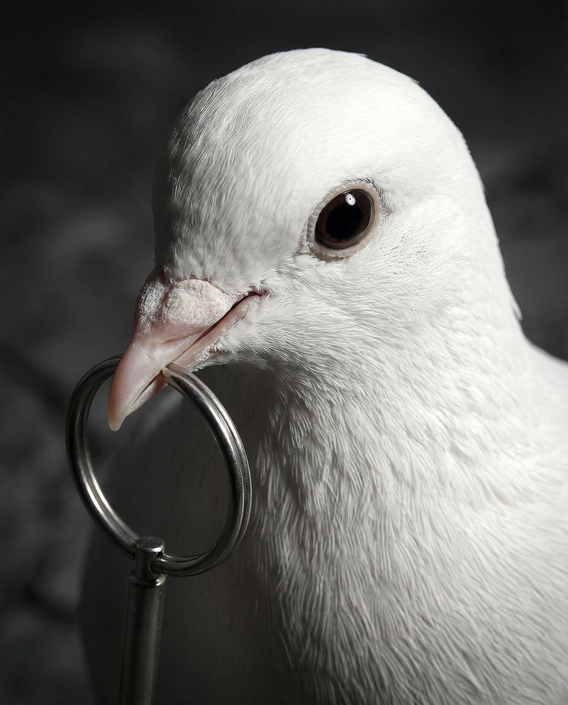 THE SUICIDE OF PEACE · Ai - eje